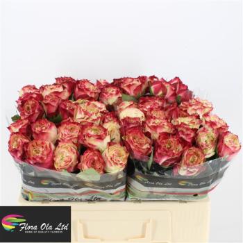 Rose (P) Appel Jacke